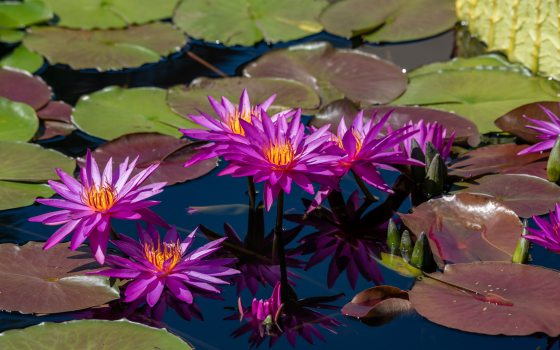 WATER LILY イエローコーナーフォトアート　バレリーナ WATER LILY イエローコーナーフォトアート バレリーナ